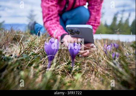 Frau macht Nahaufnahme von blühenden Krokussen mit dem Mobiltelefon in alpinem Grasland. Ideal für Frühling, Wandern, Floradiscovery, Reiseinhalte und Naturmarketing Stockfoto