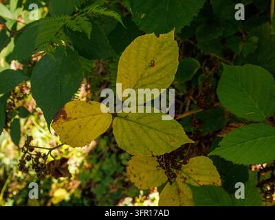 Strauch mit grünen und gelben Blättern, der in einem Laubwald in der Nähe von Salzburg, Österreich, wächst Stockfoto