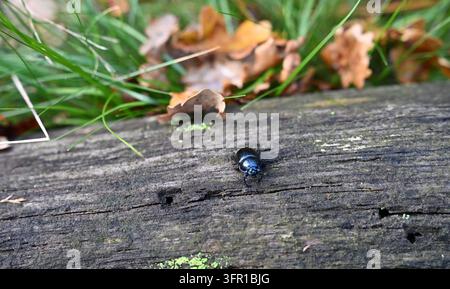Ein glänzender schwarzer Käfer krabbelt auf einem verwitterten Baumstamm in einem natürlichen Waldhabitat Stockfoto