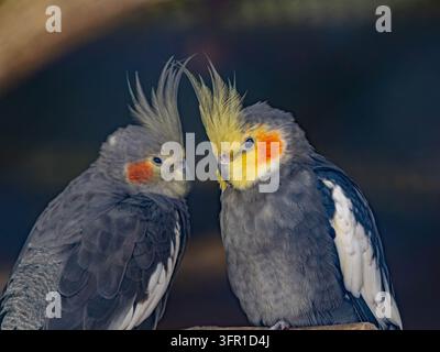 Nahaufnahme-Porträt eines liebevollen Kakadu-Paares Stockfoto
