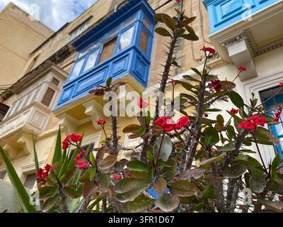 Rote Blumen im Vordergrund mit traditionellen blauen Holz-Maltesischen Balkonen an der Fassade eines historischen Gebäudes in Sliema Malta Stockfoto