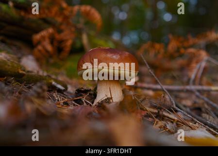 Eine Nahaufnahme eines einzelnen wilden braunen Pilzes, der zwischen toten Blättern und Kiefernnadeln auf dem Waldboden wächst. Stockfoto
