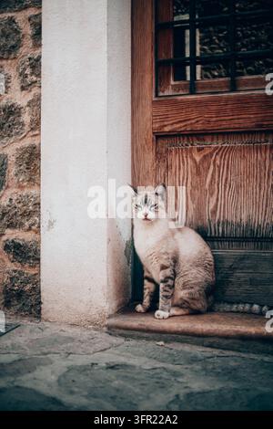 Eine cremefarbene und graue getigerte Katze mit verschlafenen Augen wird auf einer Türschwelle neben einer strukturierten Holztür und einer Steinmauer in Mallorca, Spanien, ruhend eingefangen. Die Stockfoto