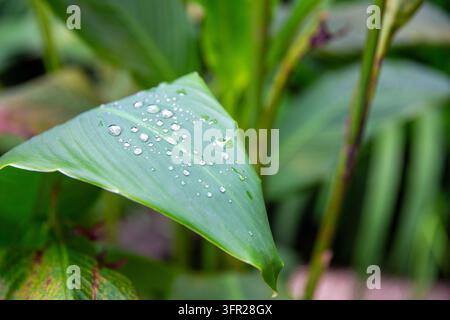 Eine Nahaufnahme zeigt zahlreiche klare Wassertropfen und Morgentau, die auf der glatten Oberfläche eines lebendigen grünen Canna-Lilienblatts ruhen, nachdem Stockfoto