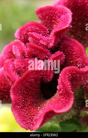 Makro-Nahaufnahme einer leuchtend roten Hahnenkammblume, Celosia argentea var cristata, mit detaillierten samtigen und welligen Texturen in voller Blüte. Stockfoto