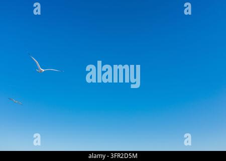 Zwei Möwen gleiten über einen klaren blauen Himmel mit offenem negativem Raum. Stockfoto