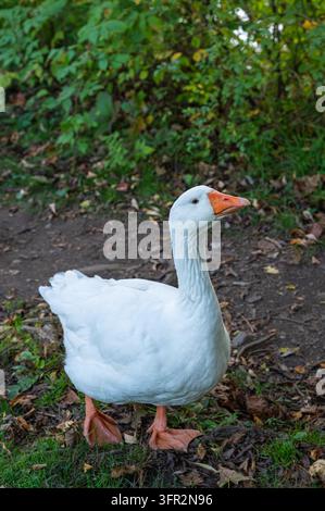 Gans steht wachsam im mit Herbstblättern bedeckten Gras. Stockfoto