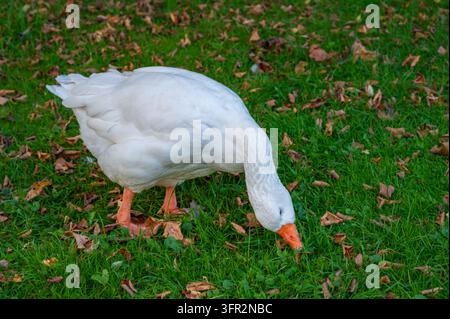 Eine weiße Hausgans sucht nach Nahrung auf einem grünen Rasen, der mit braunen Herbstblättern übersät ist, im Sullivan's Pond Park in Dartmouth, Nova Scotia. Stockfoto