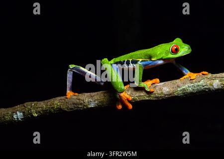Rotäugiger Baumfrosch (Agalychnis Callydrias) sitzt auf einem Ast, Karibikküste, Costa Rica. Stockfoto
