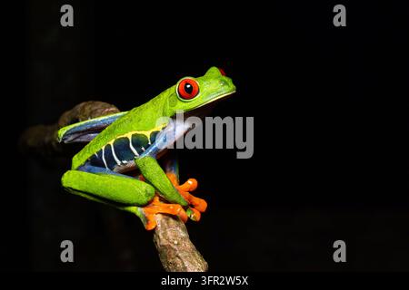 Rotäugiger Baumfrosch (Agalychnis Callydrias) sitzt auf einem Ast, Karibikküste, Costa Rica. Stockfoto