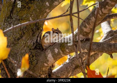 Streifenhörnchen mit vollem Backentasche, das an der Verzweigung eines Ahornbaumstamms und eines Astes sitzt, beleuchtet von warmem Herbstsonnenlicht. Stockfoto