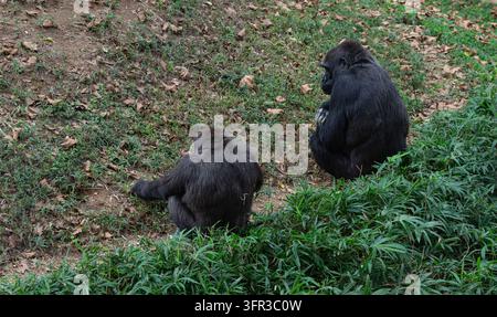 Zwei Gorillas sitzen und binden sich Stockfoto