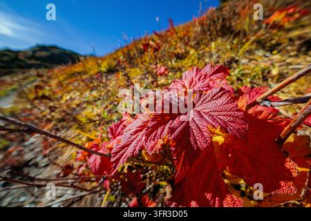 Nahaufnahme von leuchtend roten Herbstblättern entlang des Yellow Aster Butte Trails im Mount Baker-Snoqualmie Nationalforst in Washington. Stockfoto