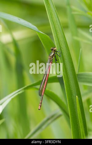 Große rote Azurjungfer (Pyrrhosoma nymphula) ruht auf einem grünen Grashalm, mit ihrem schlanken Körper und den zarten durchsichtigen Flügeln Stockfoto