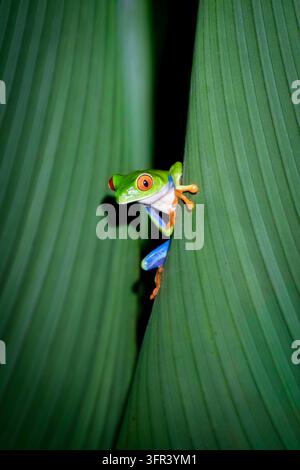 Ein rotsüchtiger Baumfrosch klammert sich an die Seite eines grünen Blattes in Costa Rica. Stockfoto
