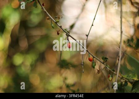 Goji-Beeren auf einem Zweig Stockfoto