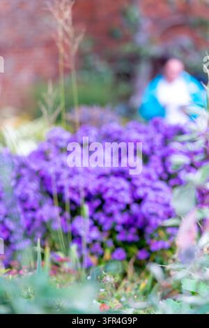 Lebendiger Herbstgarten mit weißen Dahlien und violetten Astern vor einer rustikalen Ziegelmauer, verschwommene Floraltекстuren, die eine träumerische Atmosphäre schaffen. Stockfoto