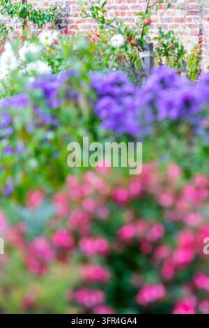 Lebendiger Herbstgarten mit weißen Dahlien und violetten Astern vor einer rustikalen Ziegelmauer, verschwommene Floraltекстuren, die eine träumerische Atmosphäre schaffen. Stockfoto