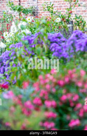 Lebendiger Herbstgarten mit weißen Dahlien und violetten Astern vor einer rustikalen Ziegelmauer, verschwommene Floraltекстuren, die eine träumerische Atmosphäre schaffen. Stockfoto