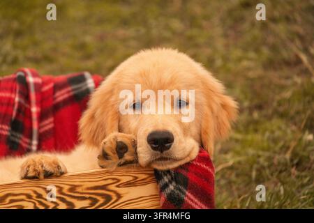 Detailliertes Porträt eines süßen Golden-Retriever-Welpen, der seinen Kopf auf eine Holzkiste mit einer roten Decke lehnt. Nahaufnahme, die den süßen Ausdruck zeigt Stockfoto