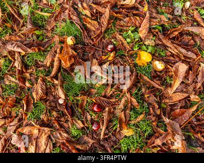 Hochwinkelschuss von gefallenen braunen Herbstblättern, offenen Schalen und glänzenden Rosskastanien-Samen (Aesculus hippocastanum), die auf grünem Gras in einem Park verstreut sind Stockfoto