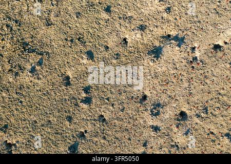Kleine Krabbenhöhlen und winzige Krabben sind über den strukturierten Strandsand auf Bohol verstreut, von oben gesehen. Stockfoto