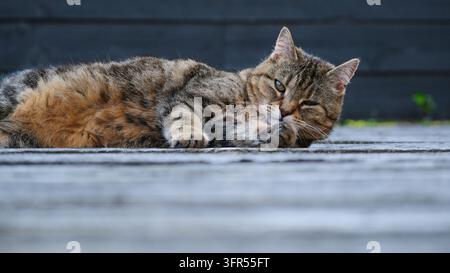 Eine gestreifte braune Tabby-Katze liegt flach auf einer Holzoberfläche und genießt einen ruhigen Moment im Freien. Perfekt für Tierpflege-, Natur- und Tierlebensstilprojekte Stockfoto