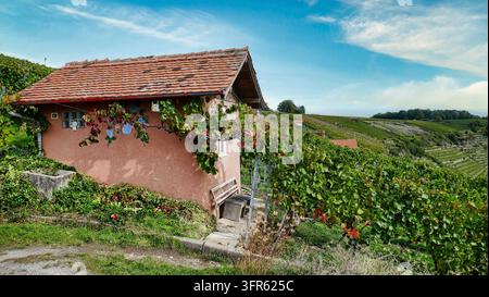 Schöne Hütte in den Rosswager-Weinbergen Stockfoto