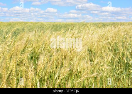 Goldenes Weizenfeld unter einem blauen Himmel mit zarten Wolken Tapete Sommer Stockfoto