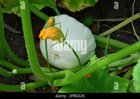 Weißer Squash, der in einem Garten mit grünen Blättern und einer gelben Blume wächst Stockfoto