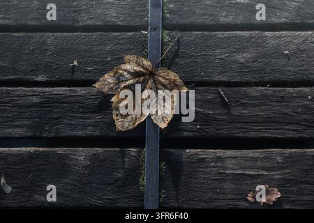 Dieses minimalistische Bild aus der Natur hebt sich als Wandgemälde hervor. Es führt den Betrachter durch kleine Formen, Farben und viel Raum zum schlichten Bild s Stockfoto