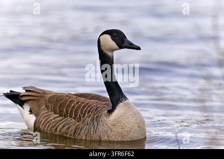 • Kanadagans (Branta canadensis) schwimmt auf einer ruhigen Wasseroberfläche, Seitenansicht in ihrem natürlichen Lebensraum nahe Hamburg, Deutschland. Stockfoto