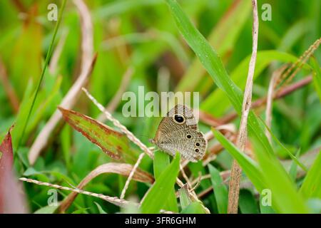Nahaufnahme eines kleinen braunen Schmetterlings auf grünem Gras in einer Wiese Stockfoto