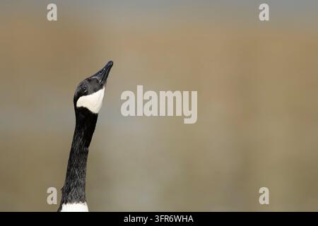 Kanadagans (Branta canadensis) adultes mit erhobenem Kopf, England, Vereinigtes Königreich Stockfoto