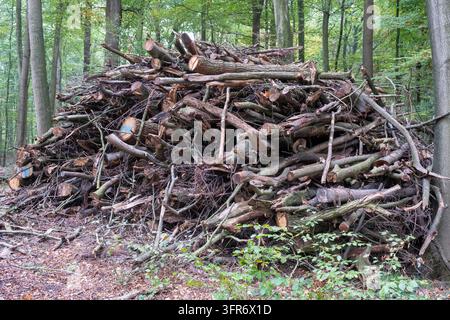 Ein großer Haufen geschnittener Stämme und Äste ist in einem dichten Wald gestapelt. Sonnenlicht dringt durch die Bäume. Blätter und Unterholz sind auf dem Boden vorhanden Stockfoto