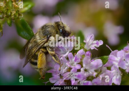 Apidae, Bienen, braunbrustige Hosenbiene, Dasypoda altercator, Dasypoda hirtipes, Dasypoda plumipes, dunkle gesäumte Hosenbiene, Hymenoptera, Insekten Stockfoto