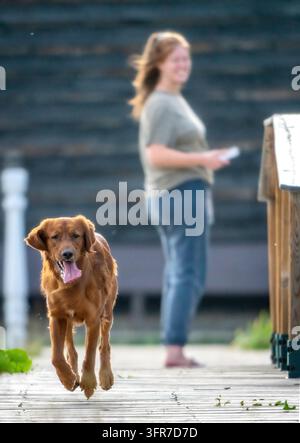 Glücklicher irischer Setter, der auf einem hölzernen Gehweg zur Kamera läuft, während sein Besitzer im Hintergrund steht Stockfoto
