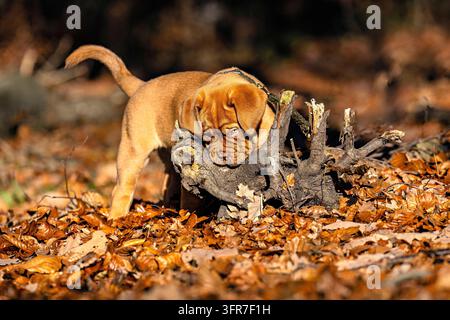 Zu Fuß in den Wald Stockfoto