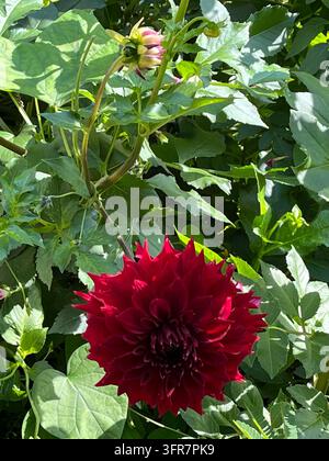 Eine Nahaufnahme eines atemberaubenden, samtig dunkelroten Dahliablüten in einem Garten. Die kunstvollen Blütenblätter formen eine perfekte runde Form. Die Blüte Stockfoto