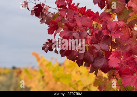 Scenische Nahaufnahme von lebhaft roten Herbstweinreben im Vordergrund mit einer verschwommenen gelben Weinbergenreihe, die sich in den Hintergrund erstreckt, unter einer bewölkten Himmel Stockfoto