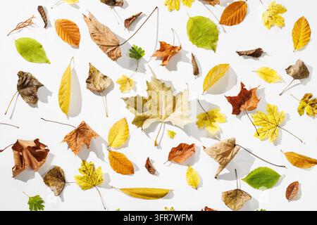 Eine harmonische Sammlung farbenfroher Herbstblätter verschiedener Baumarten im Sonnenlicht auf weißem Hintergrund mit harten langen Schatten Stockfoto