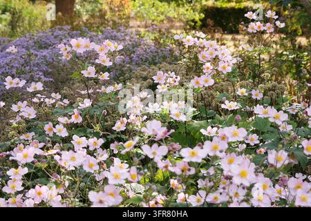 Blassrosa Anemone x hybrida ‘Robustissima’, allgemein bekannt als Japan-Anemone oder Traubenblättern-Anemone, in Blüte. Stockfoto