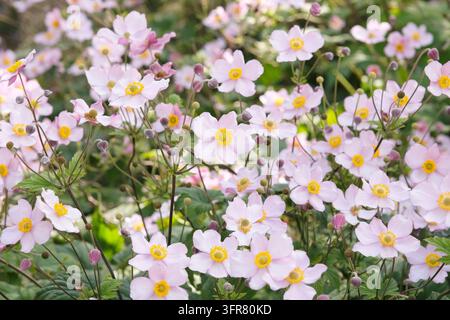 Blassrosa Anemone x hybrida ‘Robustissima’, allgemein bekannt als Japan-Anemone oder Traubenblättern-Anemone, in Blüte. Stockfoto