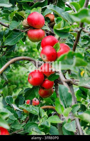 Kulturapfel Discovery oder sogar Thurston August, Malus domestica, reife Äpfel am Baum Stockfoto
