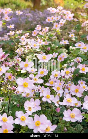 Blassrosa Anemone x hybrida ‘Robustissima’, allgemein bekannt als Japan-Anemone oder Traubenblättern-Anemone, in Blüte. Stockfoto