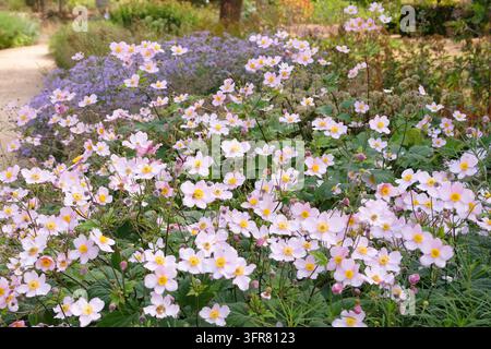 Blassrosa Anemone x hybrida ‘Robustissima’, allgemein bekannt als Japan-Anemone oder Traubenblättern-Anemone, in Blüte. Stockfoto