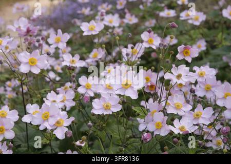 Blassrosa Anemone x hybrida ‘Robustissima’, allgemein bekannt als Japan-Anemone oder Traubenblättern-Anemone, in Blüte. Stockfoto