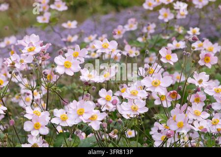 Blassrosa Anemone x hybrida ‘Robustissima’, allgemein bekannt als Japan-Anemone oder Traubenblättern-Anemone, in Blüte. Stockfoto