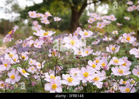 Blassrosa Anemone x hybrida ‘Robustissima’, allgemein bekannt als Japan-Anemone oder Traubenblättern-Anemone, in Blüte. Stockfoto