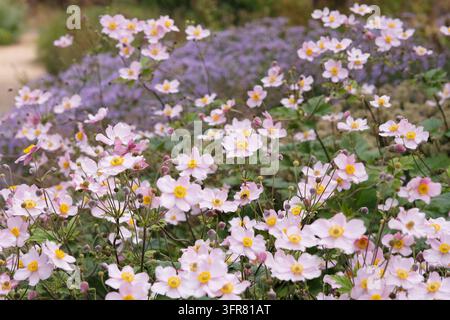 Blassrosa Anemone x hybrida ‘Robustissima’, allgemein bekannt als Japan-Anemone oder Traubenblättern-Anemone, in Blüte. Stockfoto